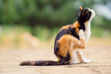 Üç renkli kedi pençesi kulağın arkasını tırmalıyor. Evcil hayvanlardaki pireler ve keneler.