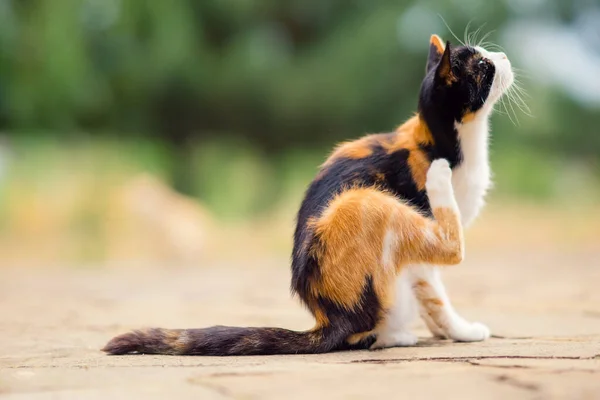 Üç renkli kedi pençesi kulağın arkasını tırmalıyor. Evcil hayvanlardaki pireler ve keneler.