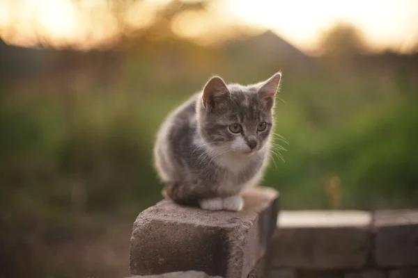 Klein katje zit in de tuin op de bakstenen, kalme zonsondergang. — Stockfoto