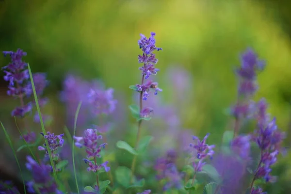 Lila Blüten Wachsen Einem Grünen Frühlingsfeld Weicher Selektiver Fokus — Stockfoto