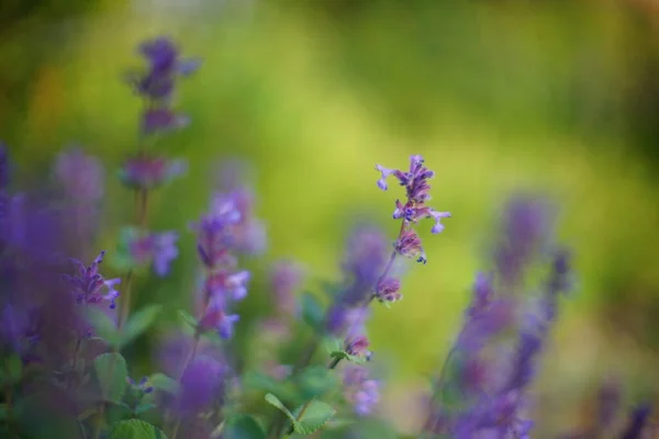 Flores Silvestres Violetas Crescendo Campo Primavera Verde — Fotografia de Stock