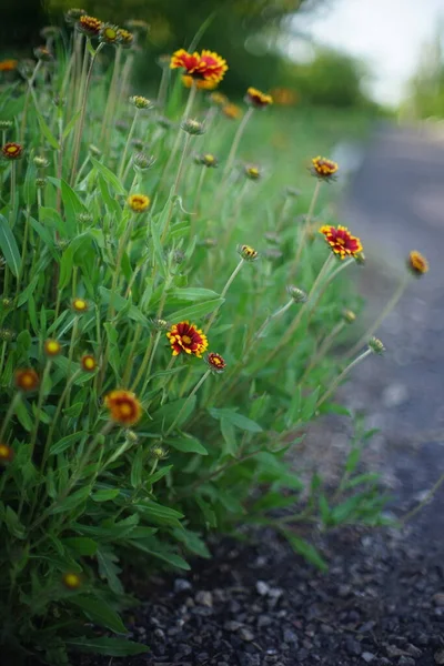 Turuncu Kırmızı Rudbeckia Çiçekleri Yazın Yol Kenarında Yetişir — Stok fotoğraf