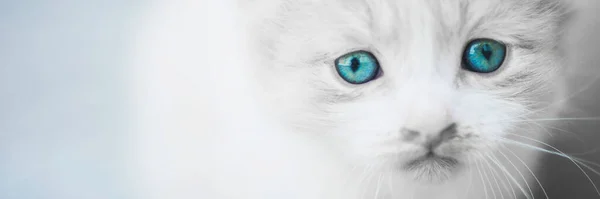 Encantador Gatito Blanco Esponjoso Con Ojos Azules Primer Plano —  Fotos de Stock