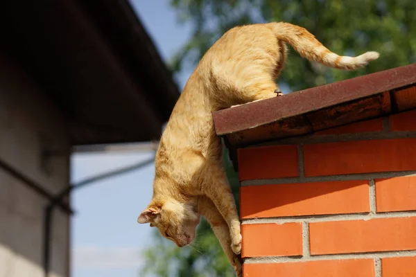 Gember Kat Klaar Springen Van Het Landelijke Dak — Stockfoto