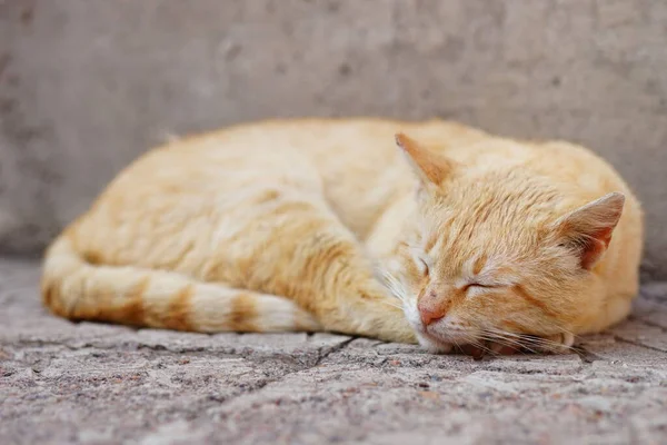 Ginger cat dormir em um chão de pedra ao ar livre em um dia de verão — Fotografia de Stock