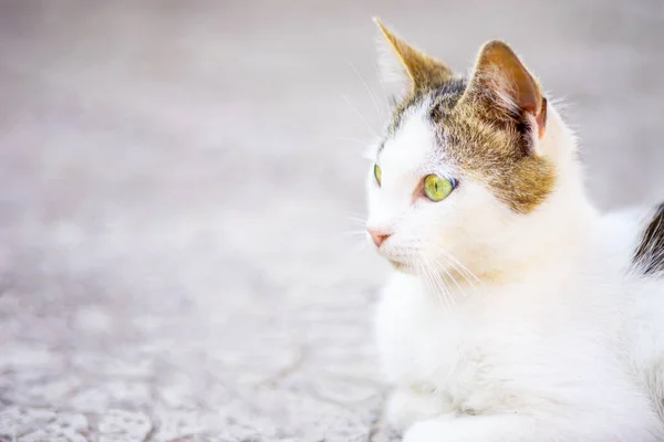 Gato branco com manchas marrons na cor do cabelo descansando ao ar livre . — Fotografia de Stock