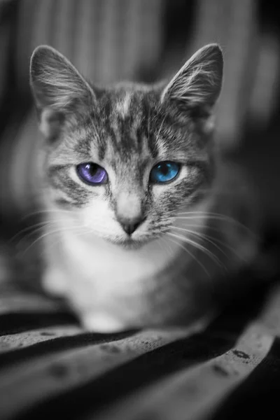 Šedá Kočka Různými Barvami Očí Modrá Fialová Odpočívá Gauči — Stock fotografie