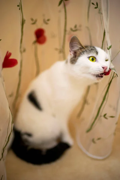 A funny white cat sits on the floor near a tulle with red flowers and bites roses.