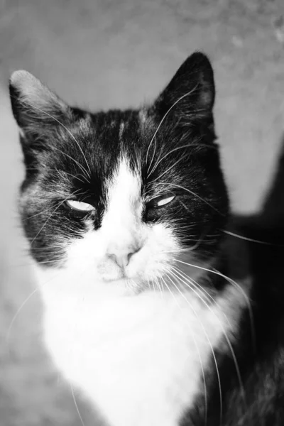 Maneki Neko Cat Portrait Kitty Face Closeup Sunny Outdoor Photo — Stock Photo, Image