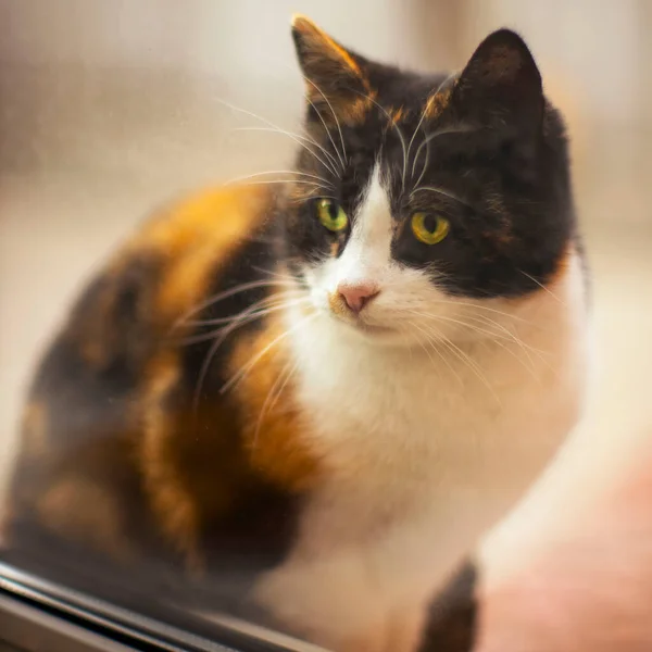 Curious Calico Cat Looks Window Street — Stock Photo, Image