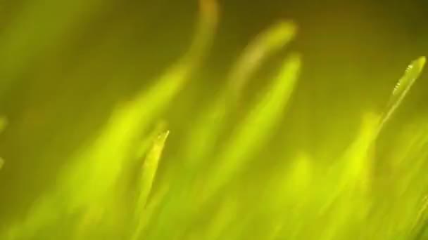 Macro Verde Fresco Dell Erba Nel Sole Caldo Vento — Video Stock