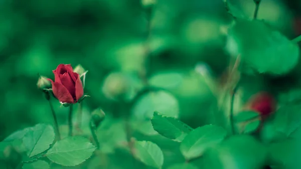 夏の庭で若い赤いバラの花のブッシュ — ストック写真