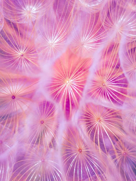 Mor arkaplan pofuduk karahindiba çiçeği, makro manzara