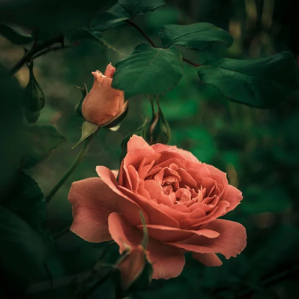 Saftig Rosa Rosenblüten Nahaufnahme Sommergarten Wachsen Buschblumen Seitenansicht Nahaufnahme — Stockfoto