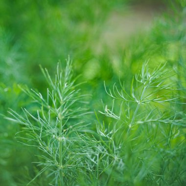 Taze yeşil dereotu bahçede yetişiyor.