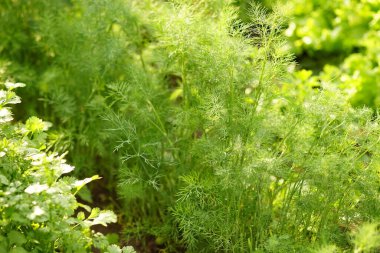 Taze yeşil dereotları bahçede yetişir, yakın planda..