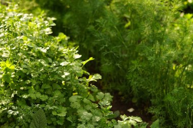 Taze yeşil maydanoz ve dereotu bahçede yetişir.