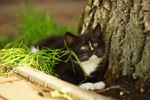 Black White Cat Resting Green Garden — Stock Photo, Image