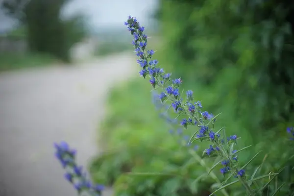 Hoch Blaue Wildblumen Wachsen Straßenrand Ländliche Szene Auf Verschwommenem Hintergrund — Stockfoto