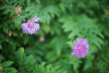Vahşi mor çiçekler yaz tarlasında yetişir. Etrafında bulanık yeşil çimenler olan sanat odaklı