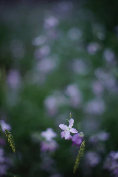 Matthiola Night Violet Flowers Grow Dark Summer Garden — Stock Photo, Image