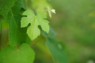 Güneşli yaz bahçesinde küçük yeşil üzüm yaprakları yetişir. Makro fotoğraf. Boşluğu kopyala