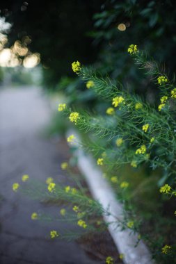 Yol kenarında sarı çiçekli daimi otçul bitkiler yetişir. Sanat zırvası.