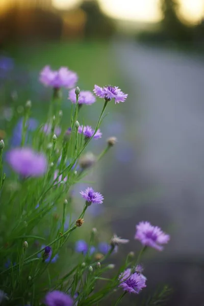 Kornblumen Flieder Blumen Wachsen Der Straße — Stockfoto