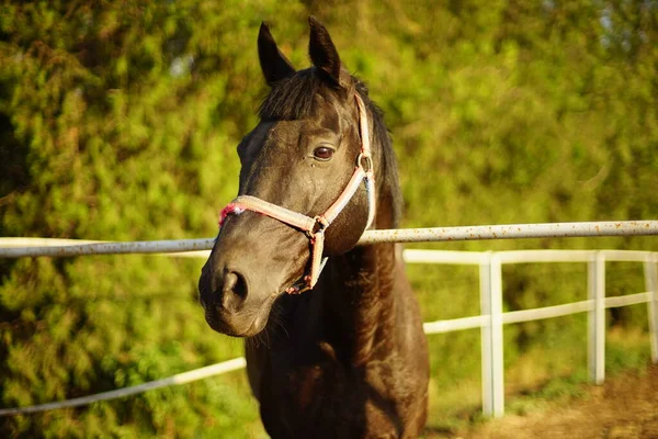 Portret Gniadego Konia Wypasanego Latem Świeżym Powietrzu — Zdjęcie stockowe