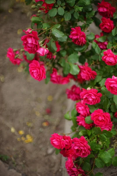 Rosarote Rosen Wachsen Sommergarten Großaufnahme — Stockfoto