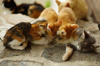 Kül beyazı kedi yavrularını besliyor. Süt, açık hava manzarası.