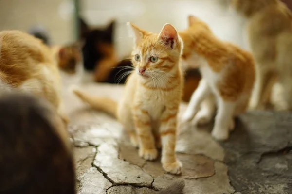 Ginger Kitten Zit Tuin Een Stenen Vloer Portret Onder Zijn — Stockfoto