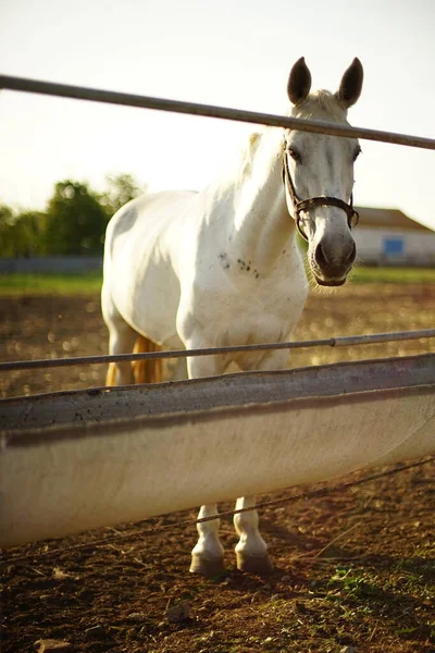 Retrato Cavalo Branco Piquete Perto Tigela Água — Fotografia de Stock