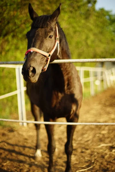 Retrato Cavalo Baía Pastoreia Curral Dia Ensolarado Verão — Fotografia de Stock