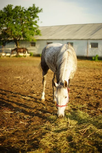 Retrato Cavalo Manchado Branco Pastando Curral Comendo Feno Contra Pano — Fotografia de Stock