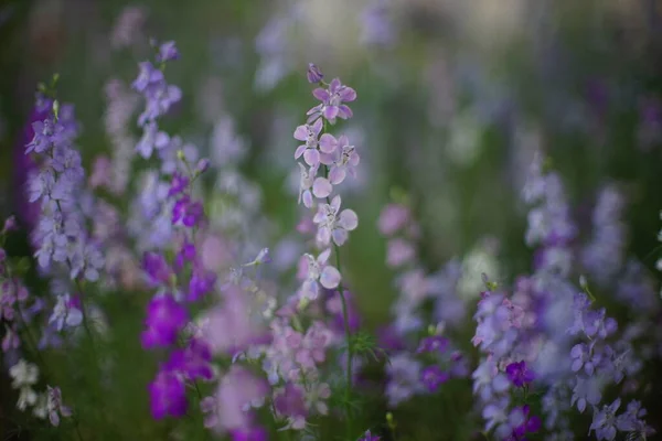 Flores violetas silvestres crecen en el jardín de verano. Art bokeh . — Foto de Stock