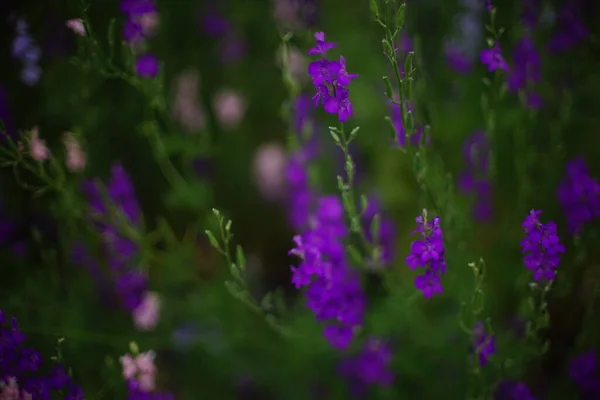庭では濃い紫色の花が成長し、アートソフトフォーカス — ストック写真