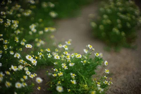 예쁜 흰 카모 밀화 꽃들 이 여름 정원에서 꽃을 피운다 — 스톡 사진