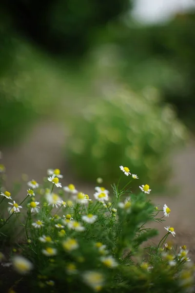 Niedliche weiße Kamillenblüten wachsen im Sommergarten. — Stockfoto