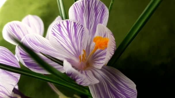 Lila Vit Krokus Blomma Närbild Kruka — Stockvideo