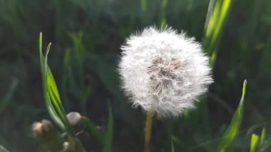 Beyaz tüylü karahindiba çiçeği koyu yeşil çimenlerde yetişir, seçici güneş ışığı