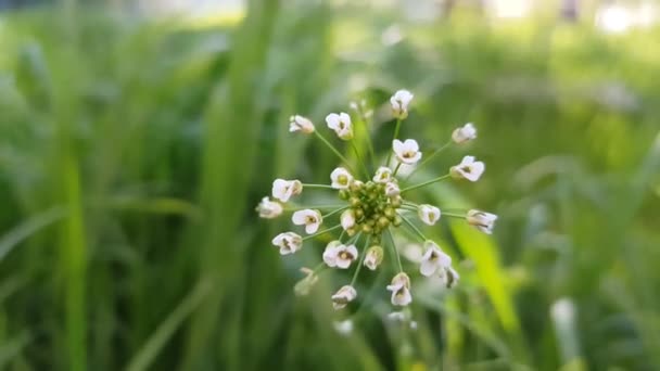 Φυτό Μικρά Λευκά Λουλούδια Αναπτύσσονται Στον Κήπο Μακροσκοπική Άποψη — Αρχείο Βίντεο