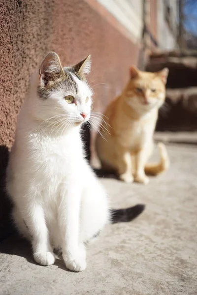 Güneşli Bir Günde Iki Sevimli Kedi Evin Yanında Oturuyor — Stok fotoğraf