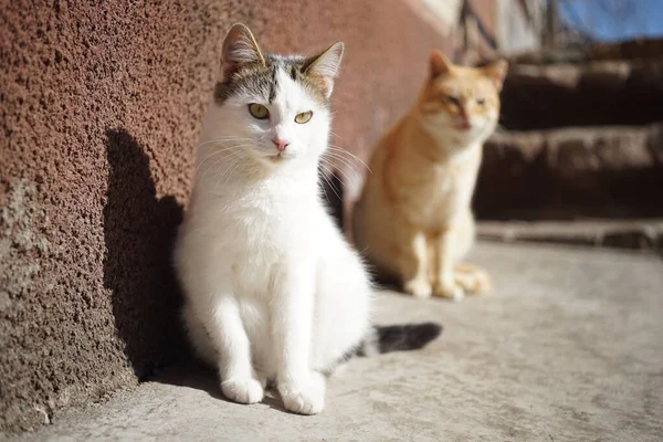 Weiße Kätzchen Und Ingwerkatze Sitzen Einem Sonnigen Tag Der Nähe — Stockfoto