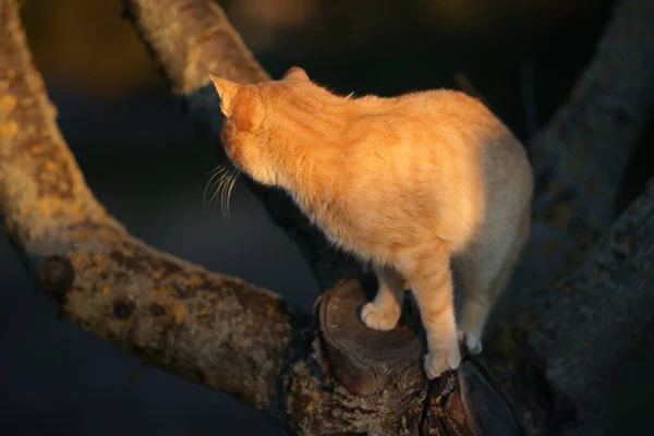 Ginger Γάτα Πόδια Ένα Κορμό Δέντρο Στο Ηλιοβασίλεμα — Φωτογραφία Αρχείου