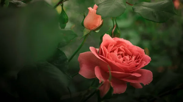 夏の庭で緑豊かなピンクのバラの花が咲きます — ストック写真