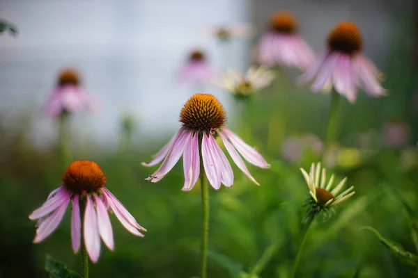 Lila Echinacea Virágok Nőnek Nyári Kertben Közelkép Oldalnézet — Stock Fotó