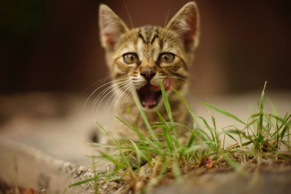 Funny Striped Kitten Licking Lips Summer Garden — Stock Photo, Image