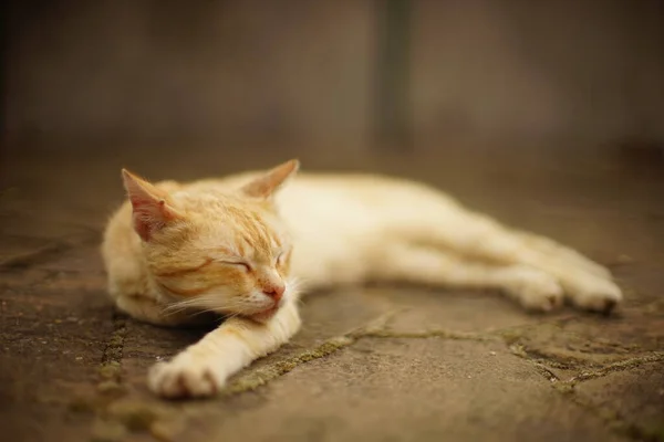 Niedliche Rote Katze Schläft Auf Der Straße Streckt Ihre Pfote — Stockfoto