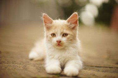 Güzel bej tüylü kedi yavrusu Bir yaz bahçesinde dinleniyor.